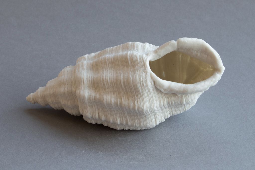 Turrid, white porcelain